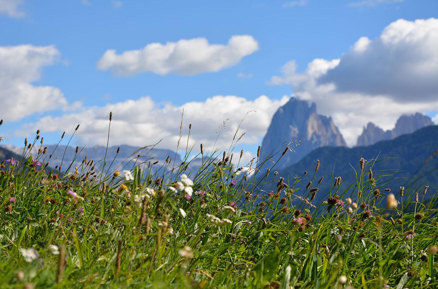Wundervolle Aussicht auf die herrlichen Südtiroler Dolomiten
