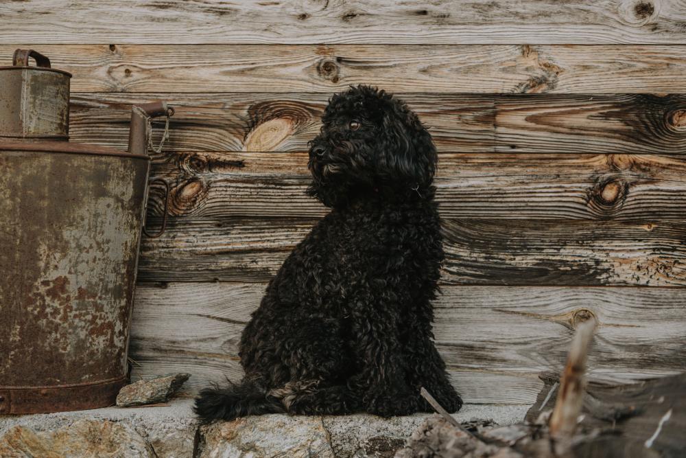 Toy poodle Willi