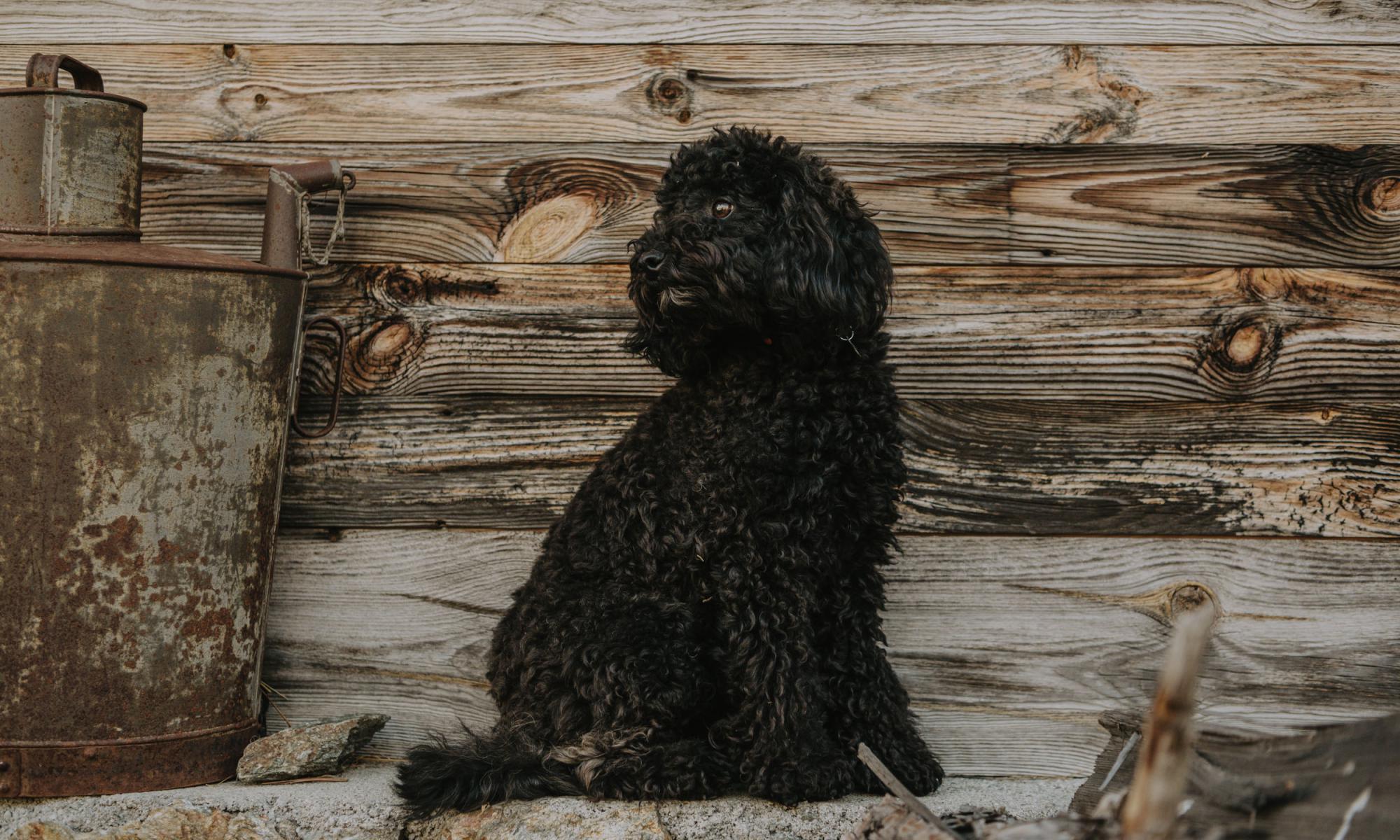 Toy poodle Willi